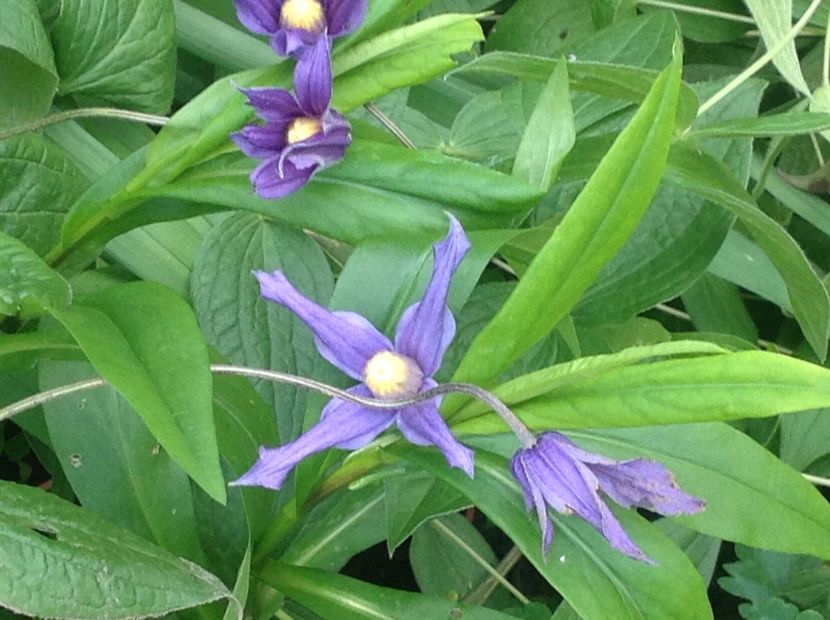  - Clematis 2017