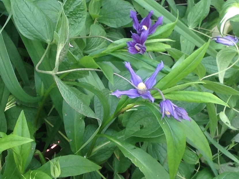  - Clematis 2017