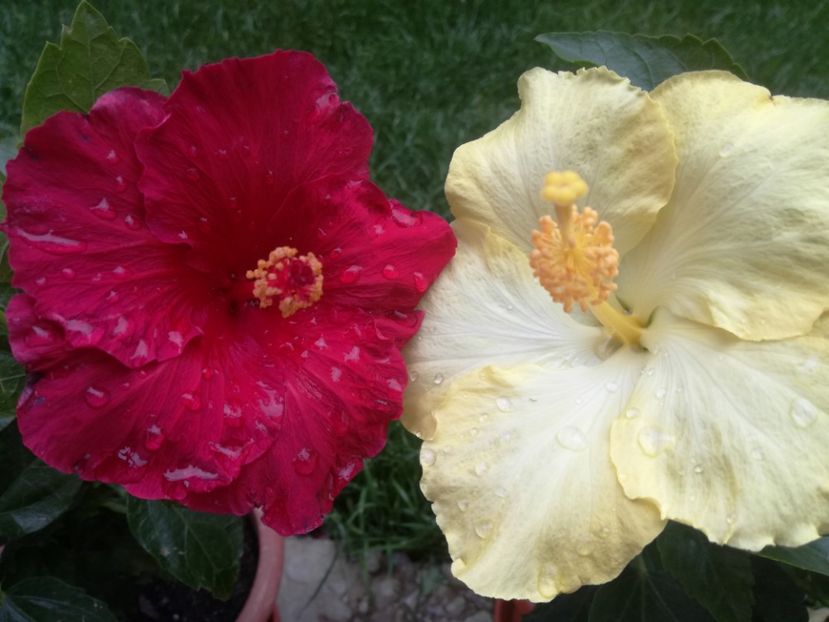  - Hibiscus