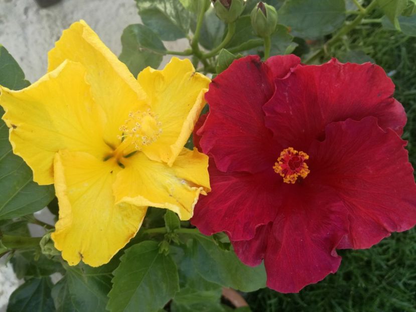  - Hibiscus