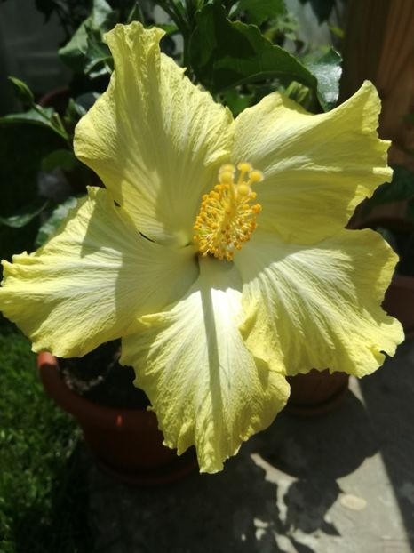  - Hibiscus