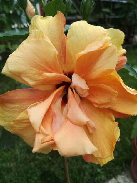  - Hibiscus