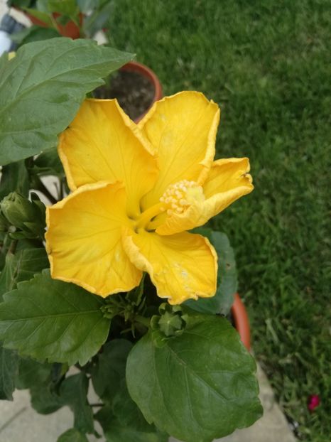  - Hibiscus