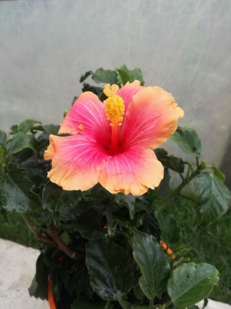  - Hibiscus