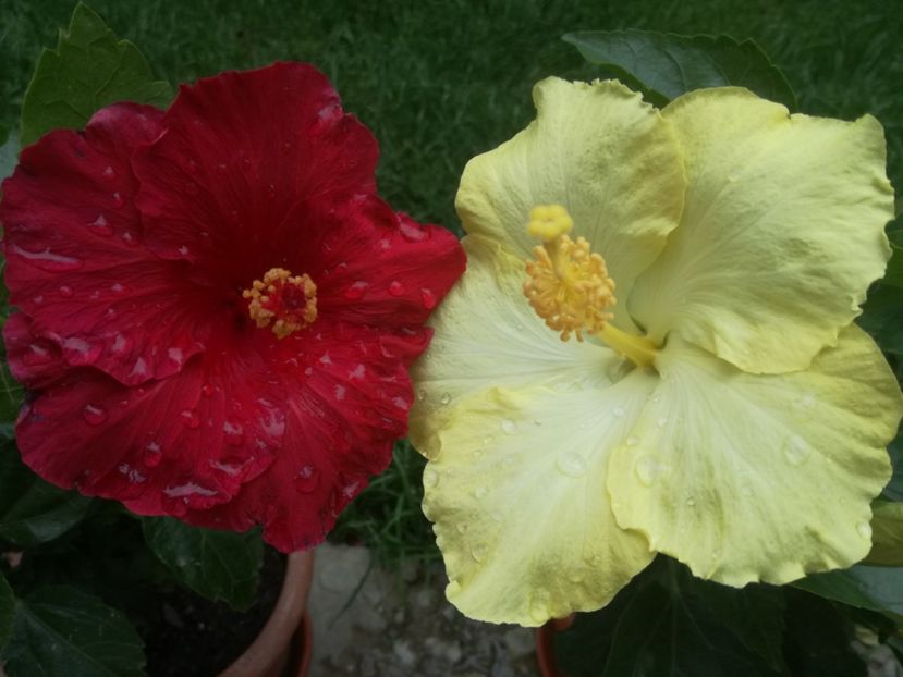  - Hibiscus