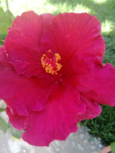  - Hibiscus