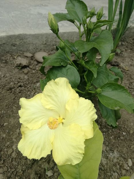  - Hibiscus