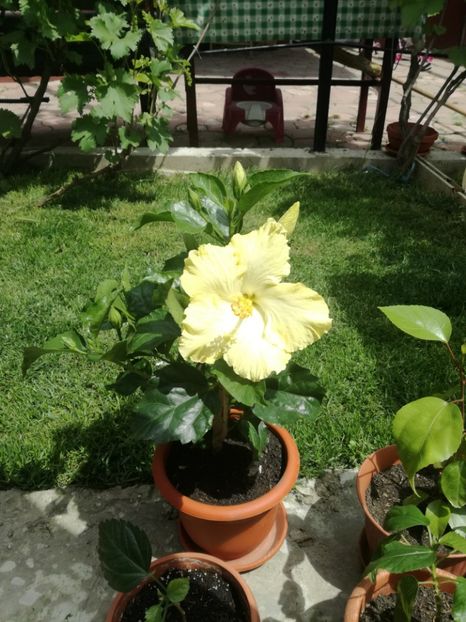  - Hibiscus