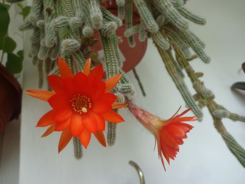 Chamaecereus sylvestrii - In glastra