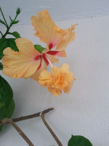 El Capitolio portocaliu - Hibiscusi 2018