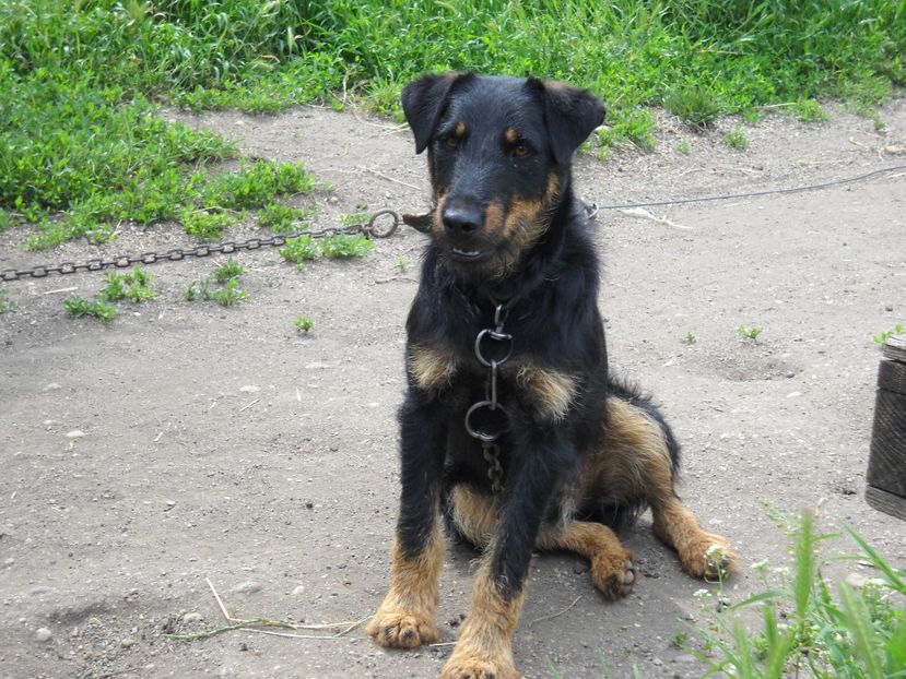 RYNO- - JAGDTERRIERI-cainii mei