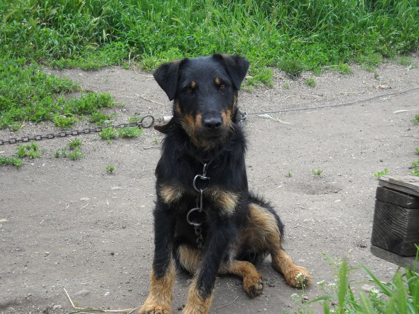  - JAGDTERRIERI-cainii mei