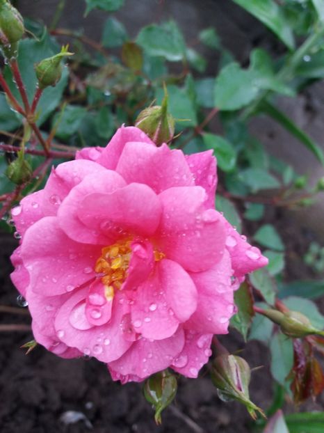  - EVOLUTIE TRANDAFIRI 2018