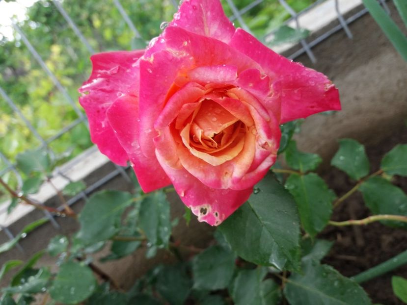  - EVOLUTIE TRANDAFIRI 2018