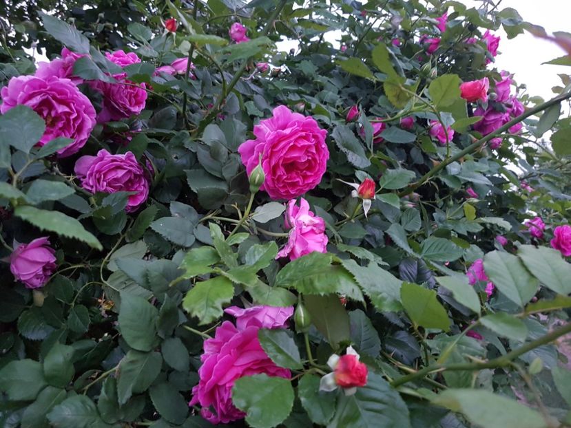  - madame isaac pereire