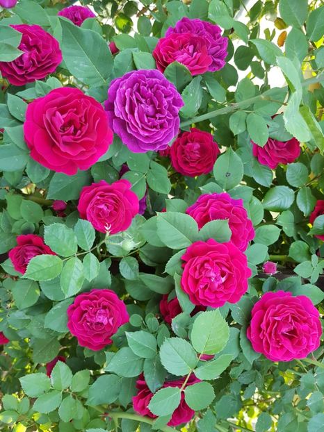  - souvenir du dr jamain