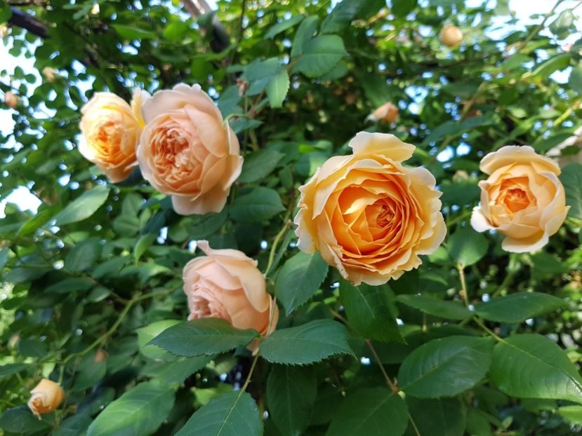  - crown princess margareta