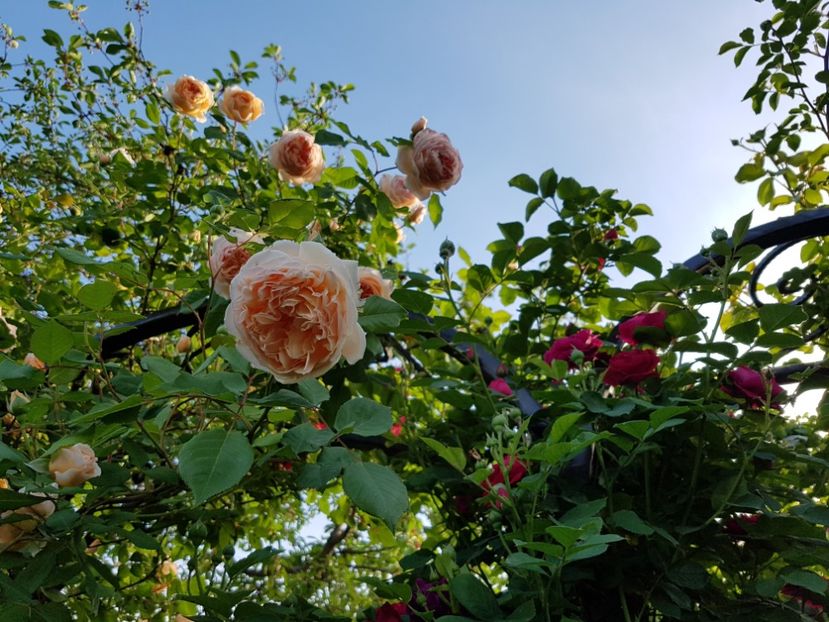  - crown princess margareta