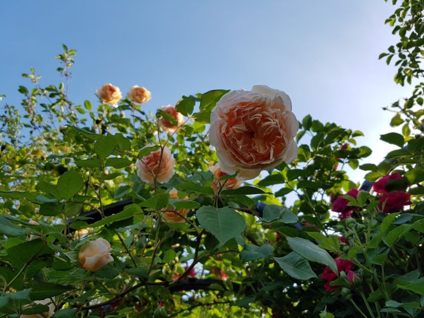  - crown princess margareta