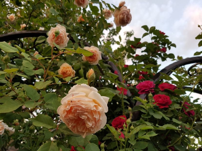  - crown princess margareta