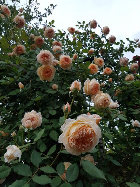  - crown princess margareta
