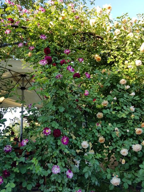  - crown princess margareta