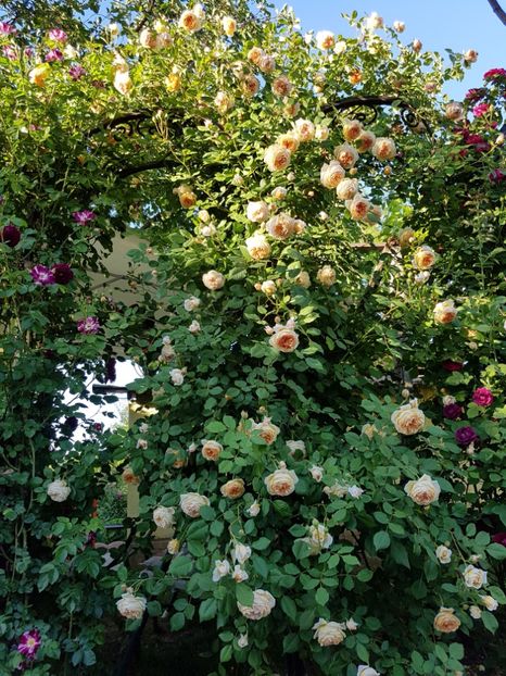  - crown princess margareta