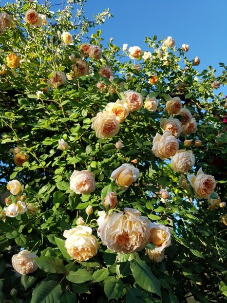  - crown princess margareta