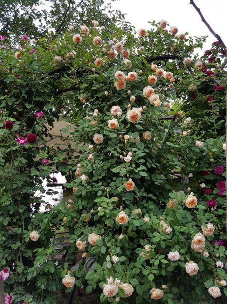  - crown princess margareta