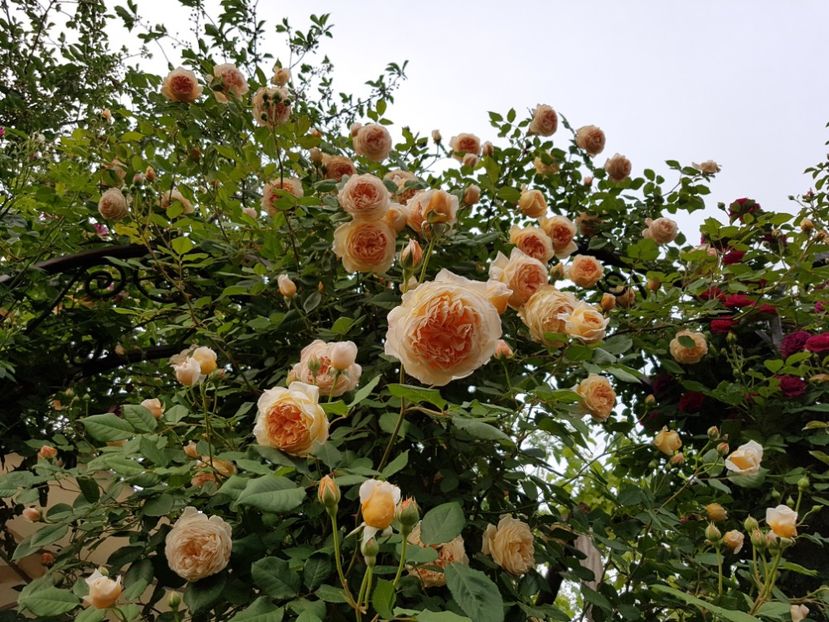  - crown princess margareta