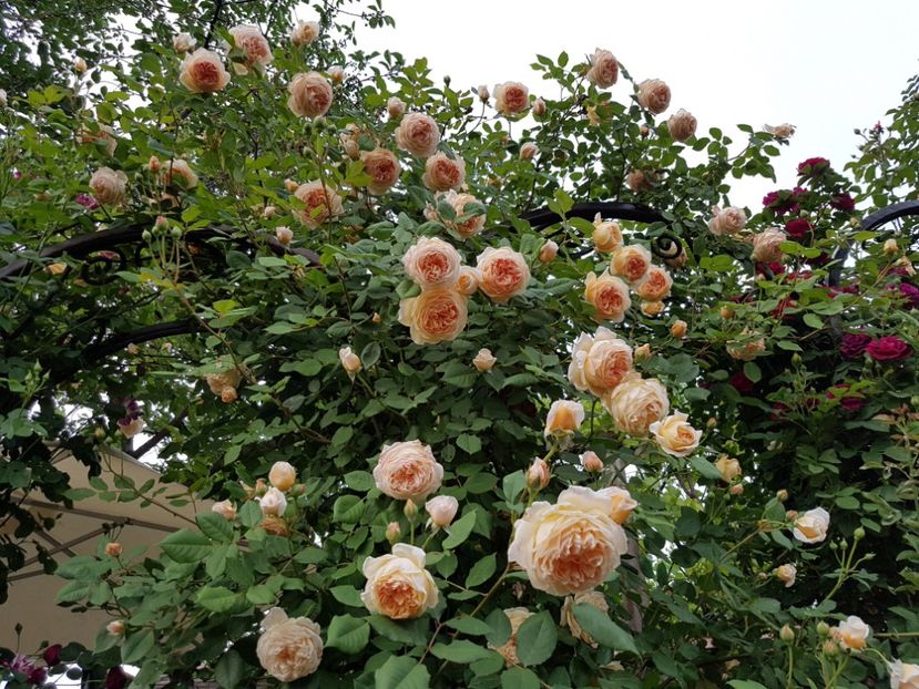  - crown princess margareta