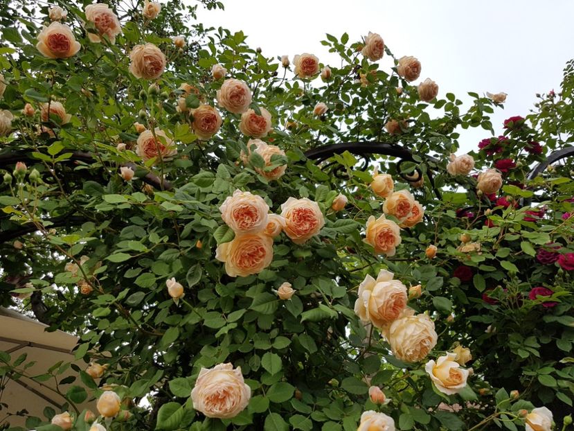  - crown princess margareta