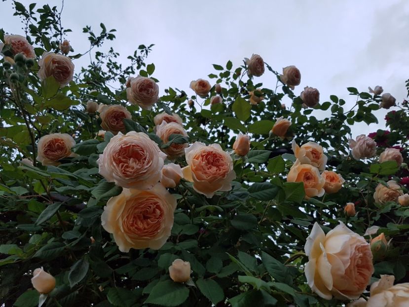  - crown princess margareta