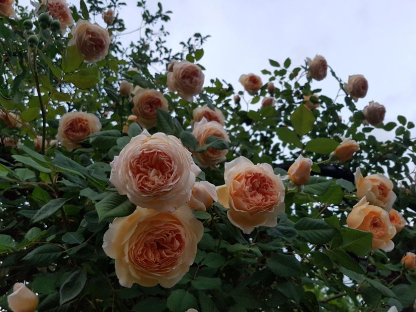  - crown princess margareta