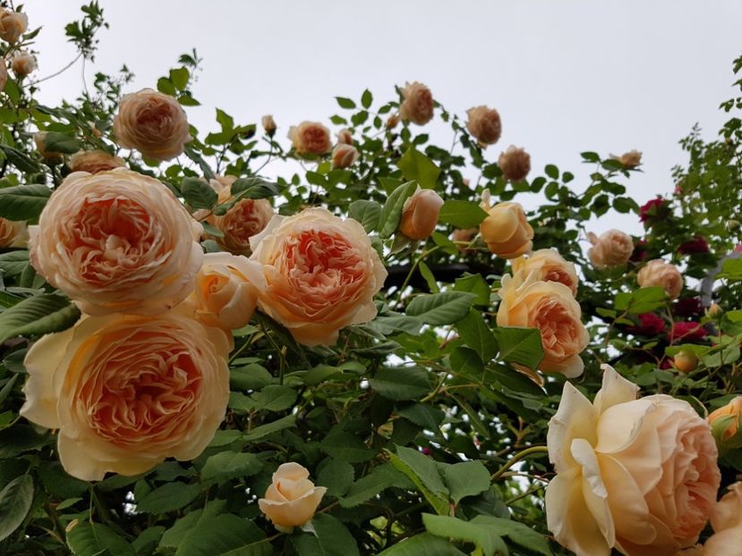  - crown princess margareta