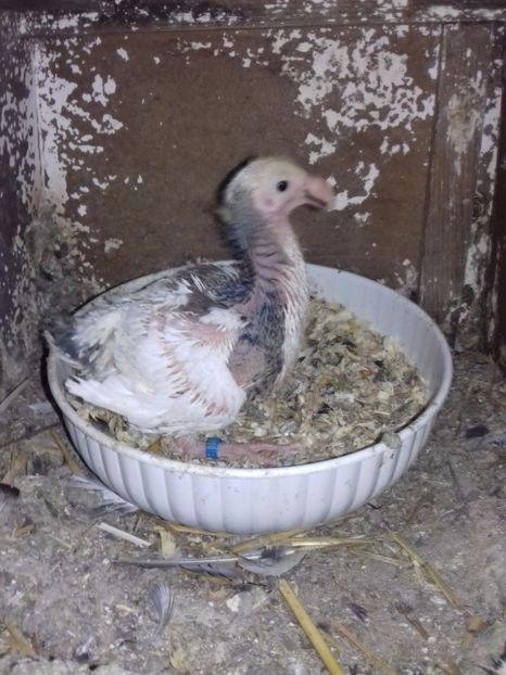 110322281-1 - Tineret 2018