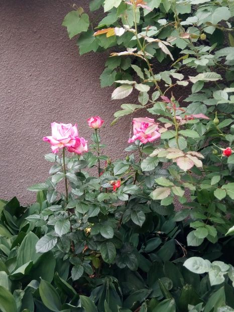  - Trandafir 2018_2019