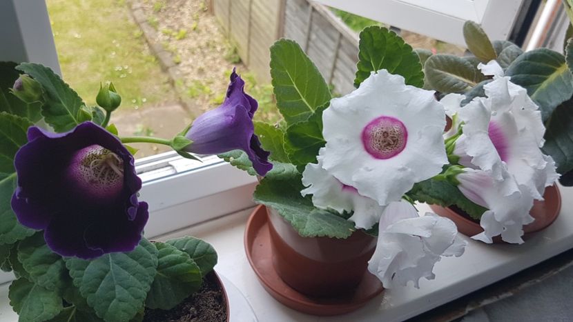 Gloxuniile mele  - Florile mele din Anglia