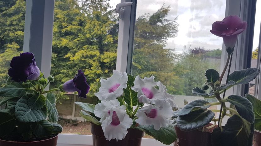 Gkoxiniile mele  - Florile mele din Anglia