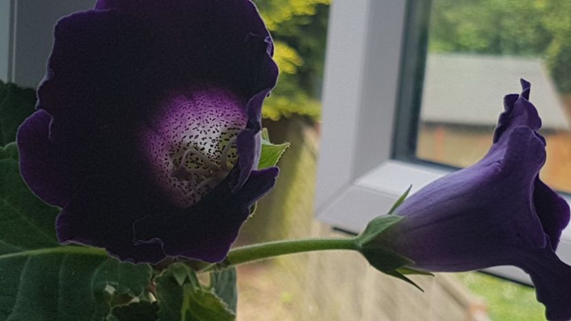 Detaliu flori - Florile mele din Anglia