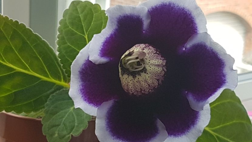  - Florile mele din Anglia