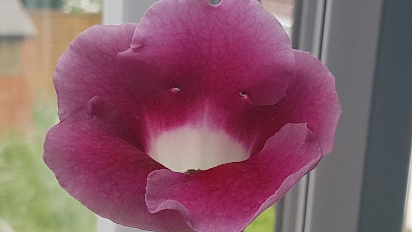  - Florile mele din Anglia