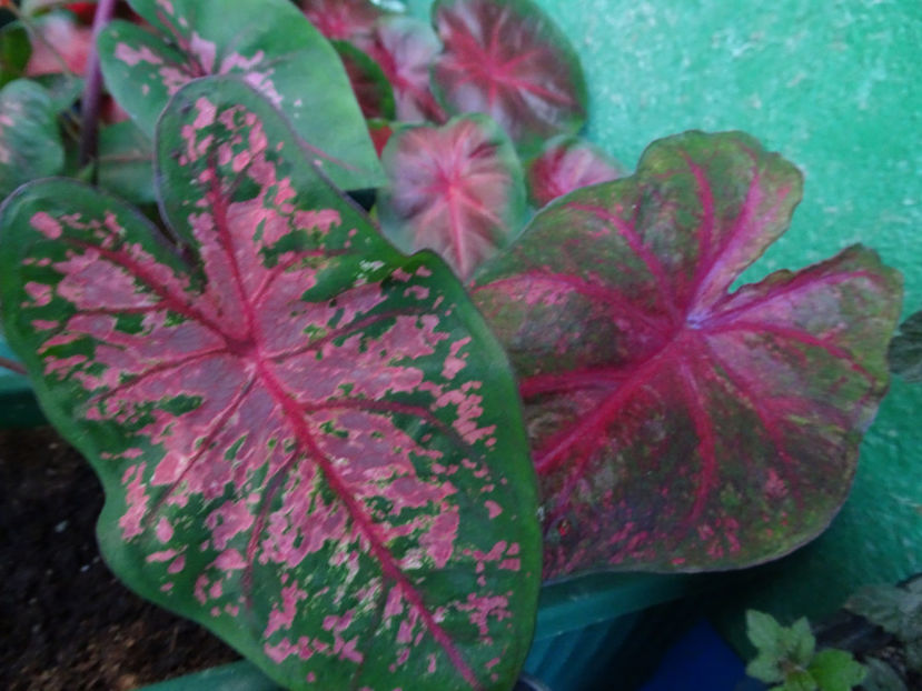 Caladium - CALADIUM