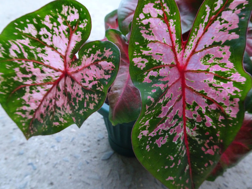 Caladium - CALADIUM
