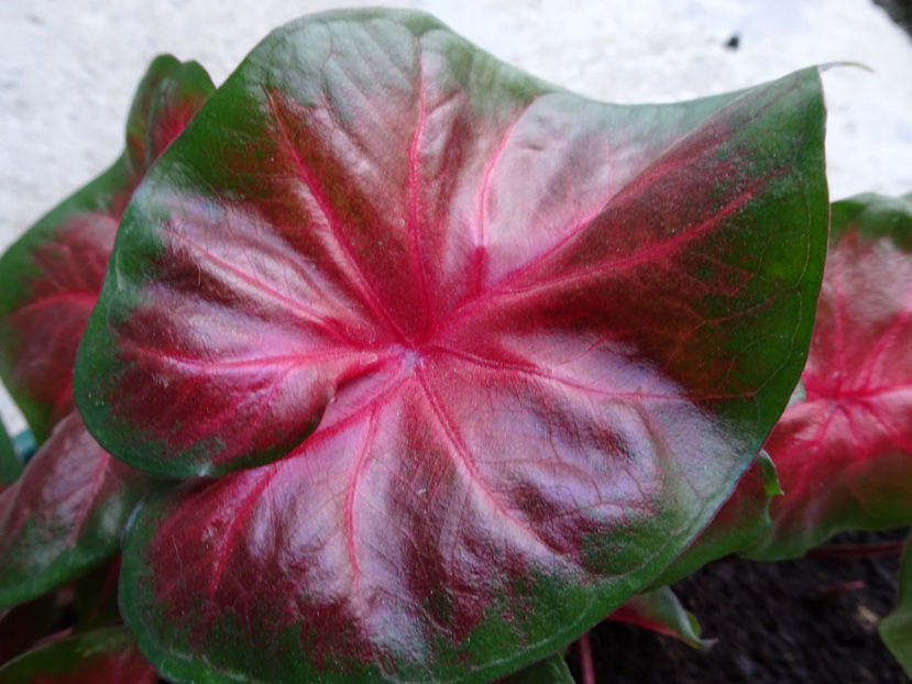  - CALADIUM