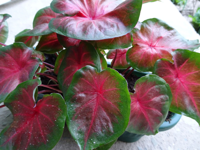  - CALADIUM