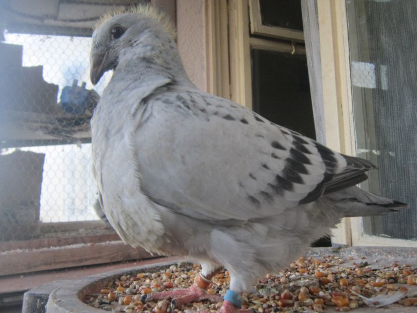  - PUI 2018 produsi in LA FABRICA