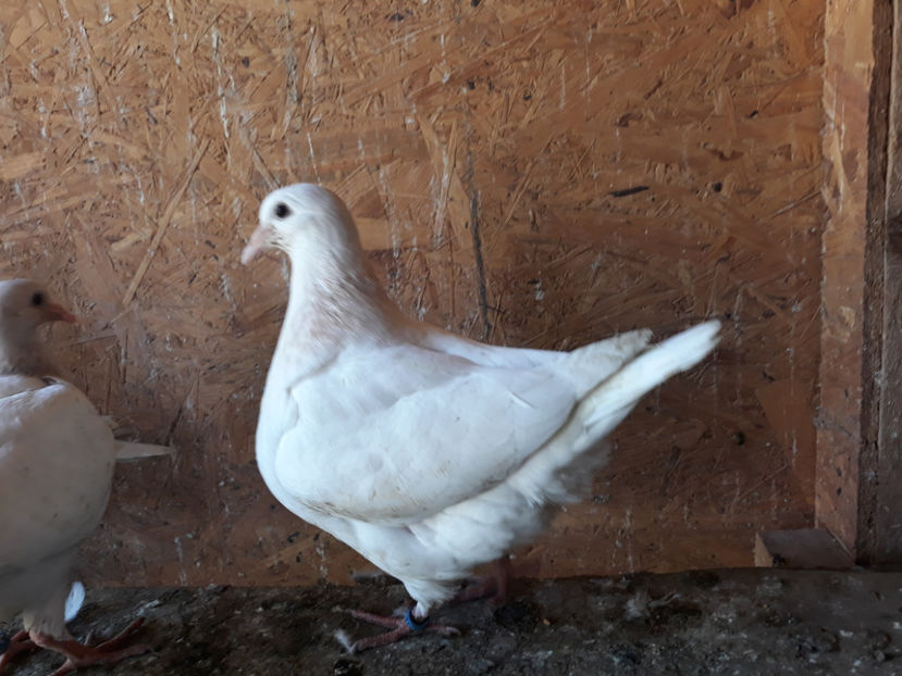 TEXANI 2018 DE VANZARE - A TEXANI 2018 PUI