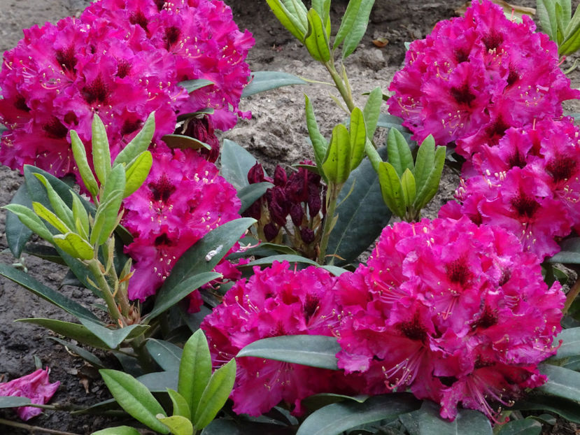 - RHODODENDRONI