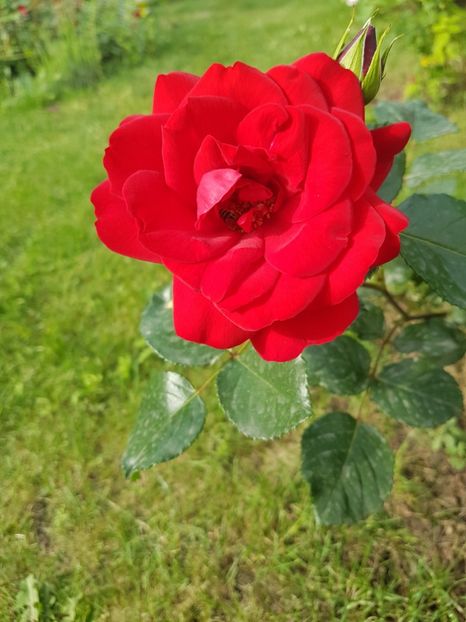 Don juan - Gradina mai 2018